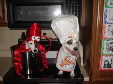 Dressed up animals pictures